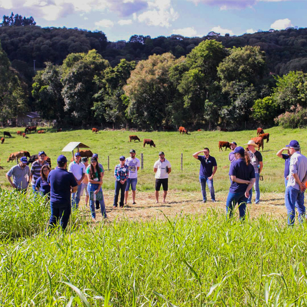 Produtores de gado de leite e corte participam de Dia de Campo em Capinzal