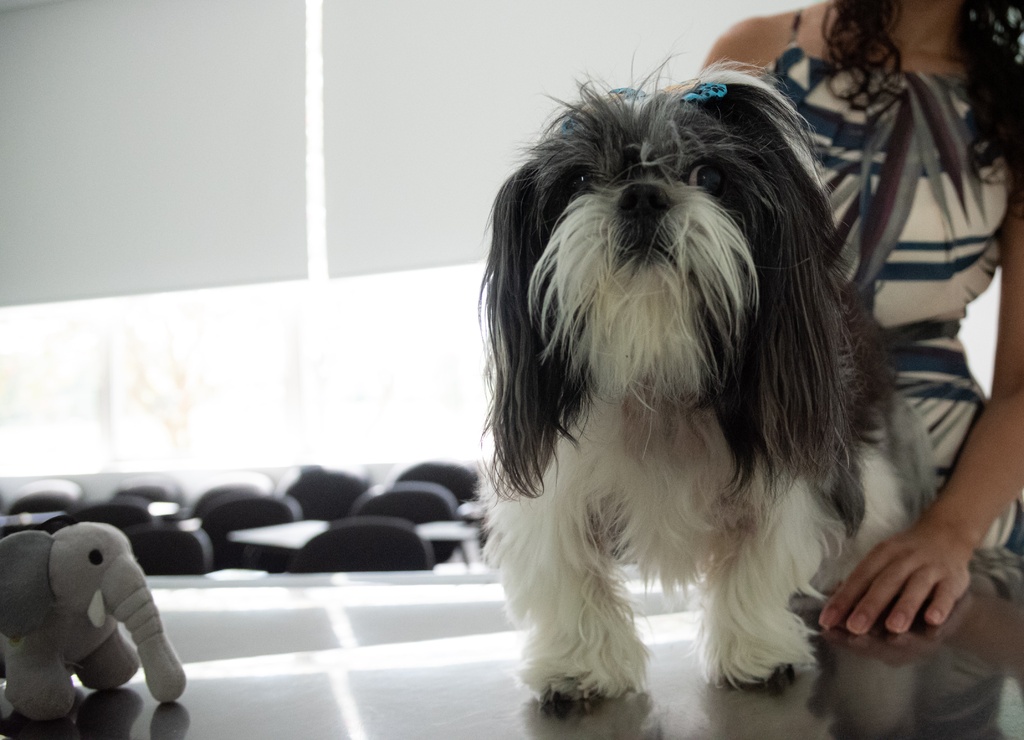 Eduardo Ramos - Stive, um shih-tzu de 11 anos, faz tratamento para dermatite atópica com óleo de cannabis