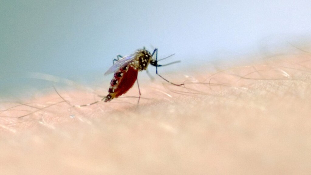 Idosos são maioria entre vítimas fatais da dengue