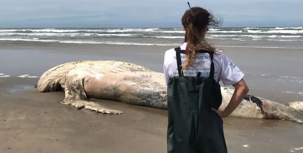 Baleia-jubarte de 9 metros é achada morta encalhada em praia do Litoral Sul de SC