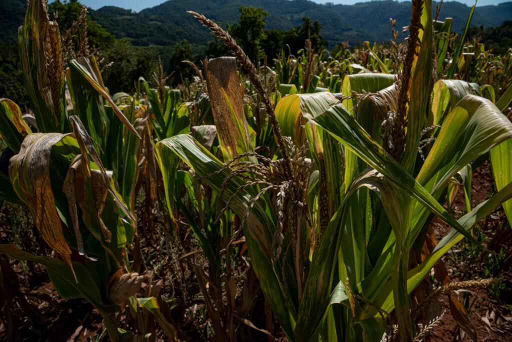 título imagem Em mais um ano, Região Central registra quebra de safra nas culturas de soja, milho e arroz em função da estiagem