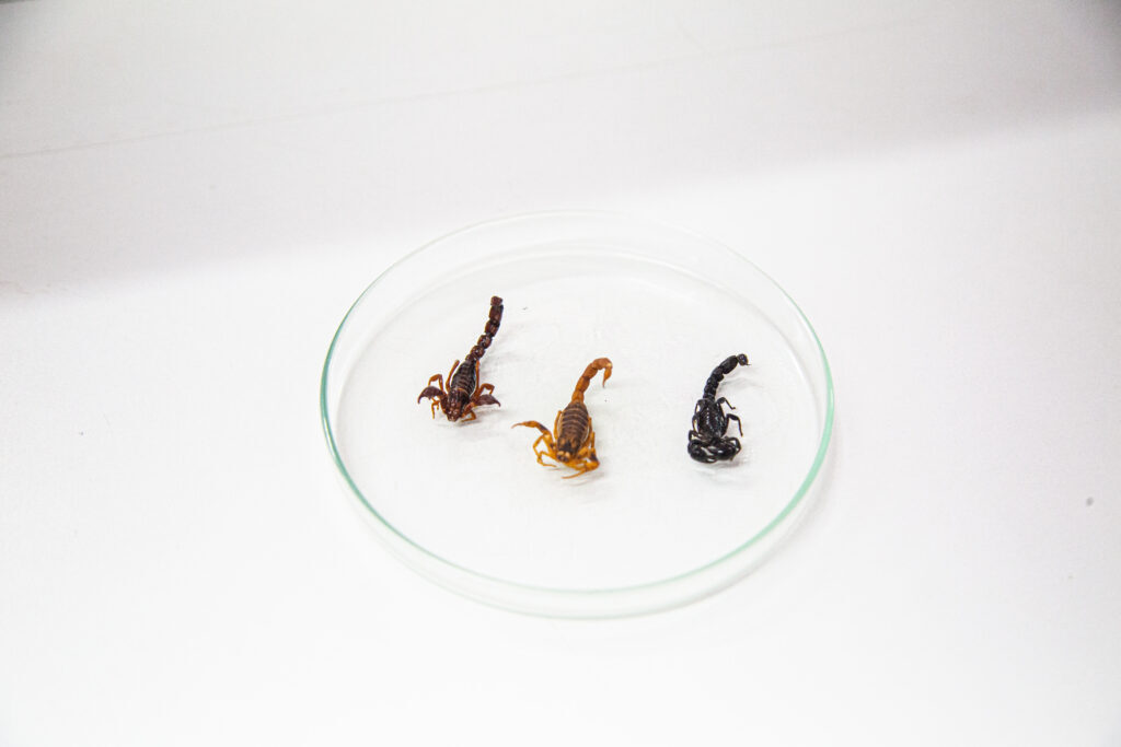 título imagem Você sabe o que fazer se encontrar um escorpião em sua casa? Diário Explica