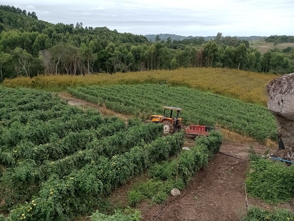 Foto: Divulgação - Emater - Do fruto produzido na região por 90 a cem famílias, 70% é comercializado na Ceasa Pelotas