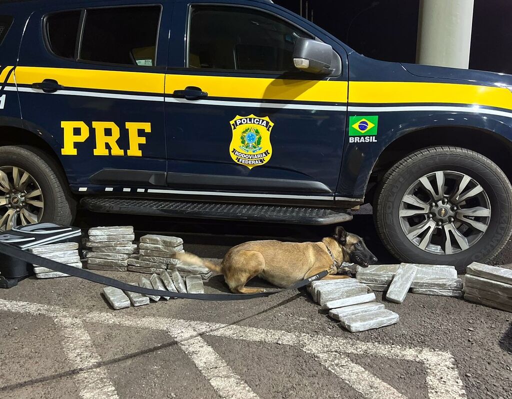 Cadela “Quântica” da PRF localiza maconha em ônibus na BR-163