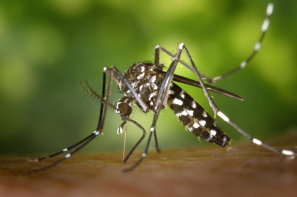 Cachoeira registra o primeiro caso de dengue em 2023