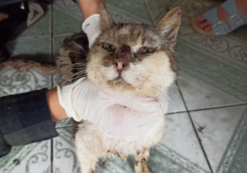 Foto: Divulgação - Evitar que o gato tenha acesso à rua é a principal maneira de evitar a contaminação