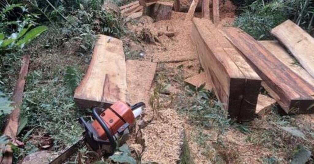 Homem é preso por cortar árvores de proteção ambiental em Abelardo Luz