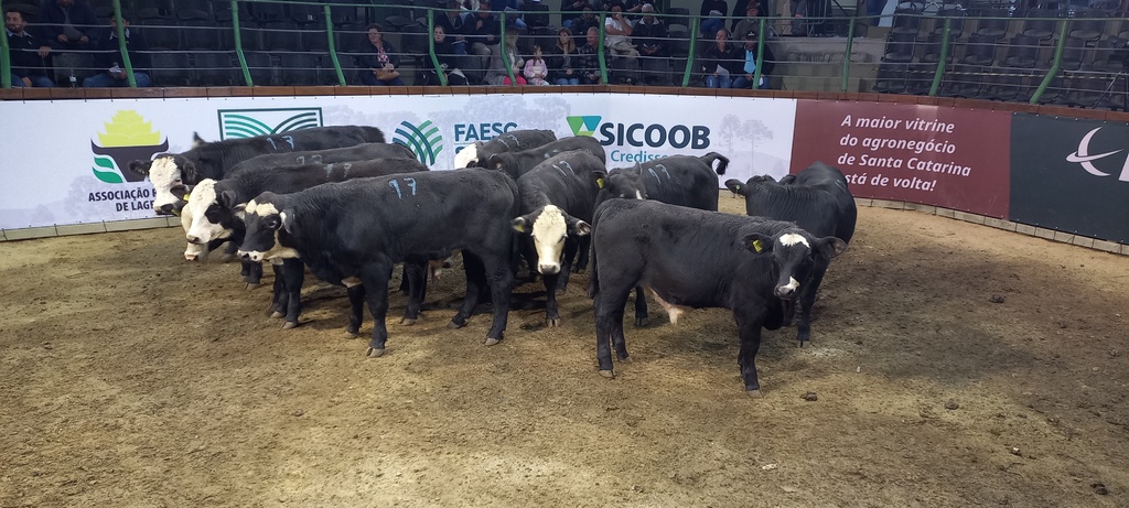 Mais de 700 animais na primeira etapa da Feira do Terneiro e da Terneira