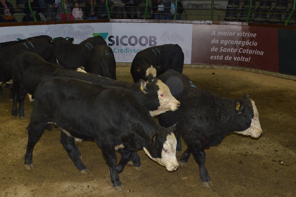 Mais de 700 animais na primeira etapa da Feira do Terneiro e da Terneira