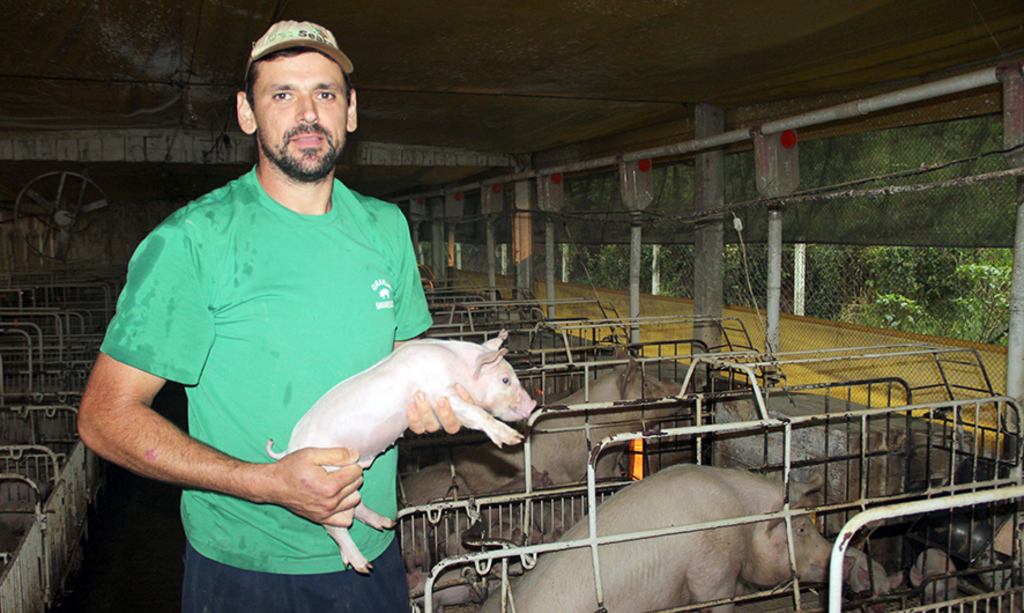 Custos caem na produção de suínos