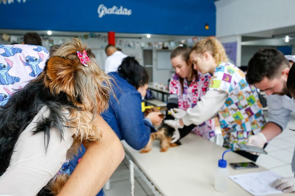 Mutirão de microchipagem beneficia 589 animais da Zona Sul de Joinville