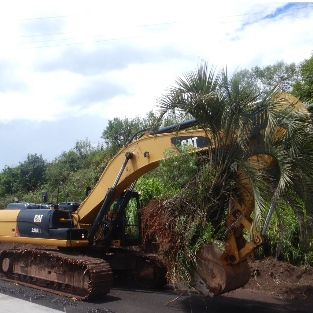 Dnit replanta espécies em extinção durante obras na BR-163