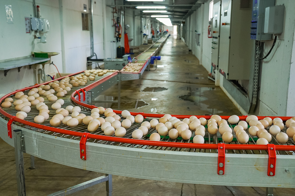 Copercampos finaliza obras civis do Núcleo de Produção de Ovos Férteis