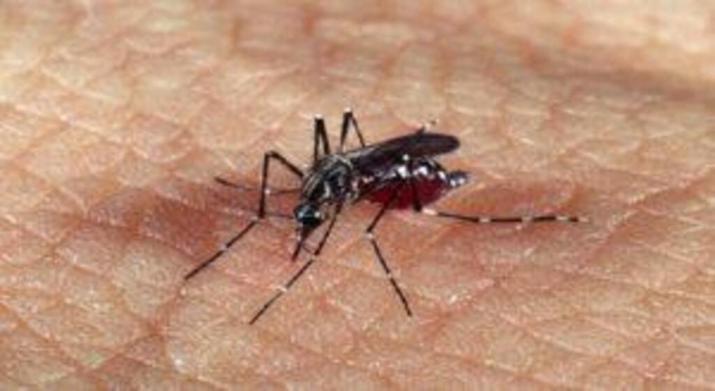 Vigilância Entomológica do Aedes Aegypti