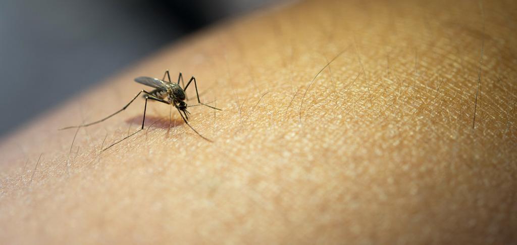 DOIS CASOS SUSPEITOS DE DENGUE SÃO REGISTRADOS EM PRAIA GRANDE