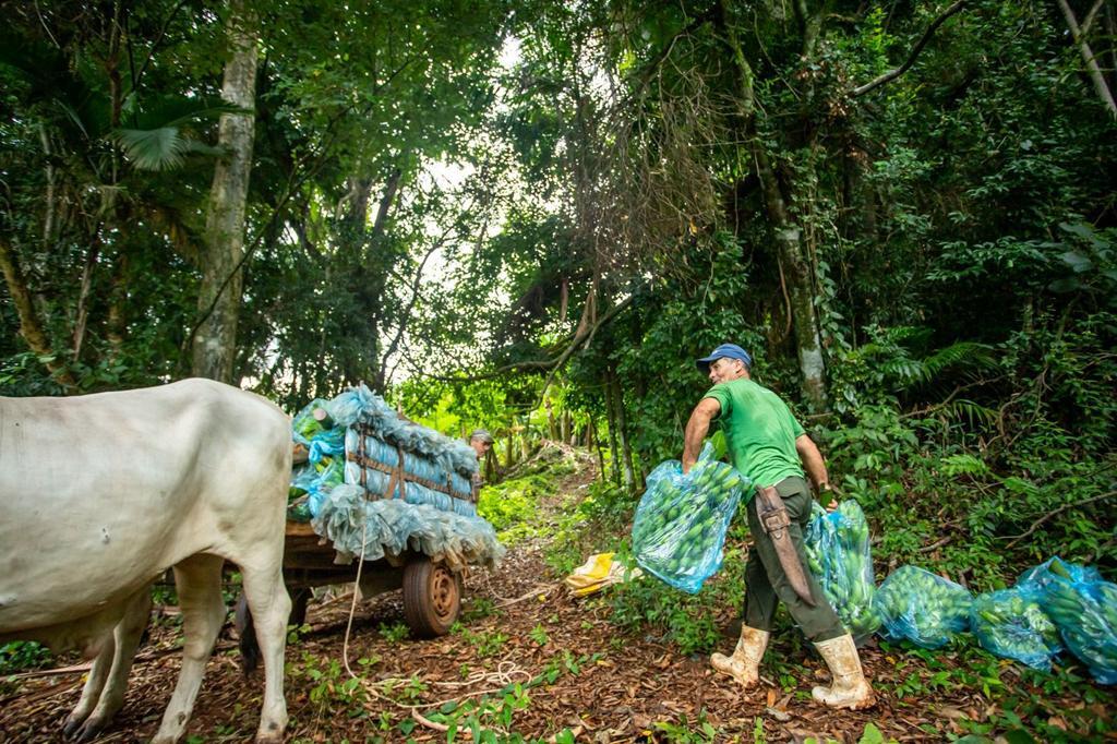 DESCARTE DE SACOS DE BANANA CORRETAMENTE COLABORA COM O MEIO AMBIENTE