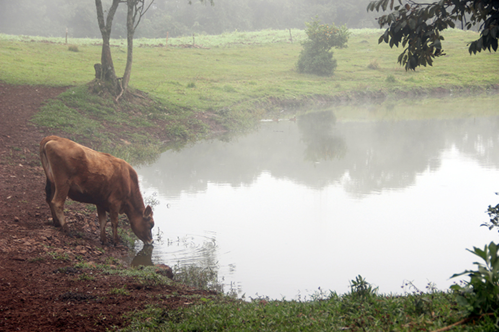  - Abatastecimento para dessedentação animal está garantido