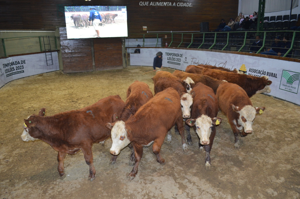 Liquidez no maior evento de terneiros e terneiros de Santa Catarina