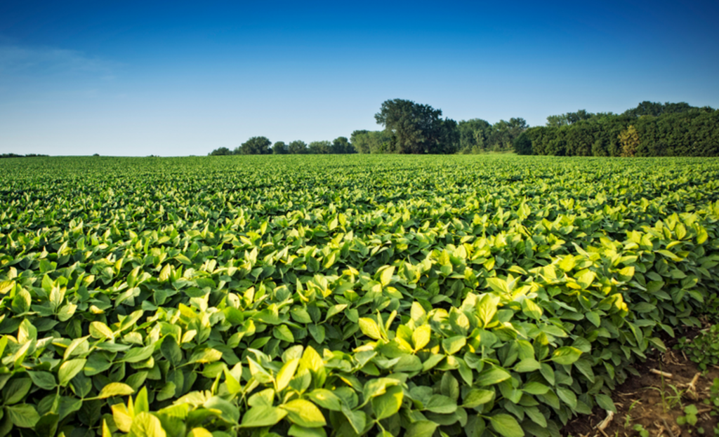 Divulgação Ministério da Agricultura - As lavouras têm previsão de faturamento de R$ 868,96 bilhões, que é o maior VBP desde 1989.
