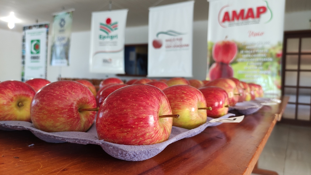 Jurados avaliam frutas concorrentes para o 1º concurso de qualidade da Maçã Fuji