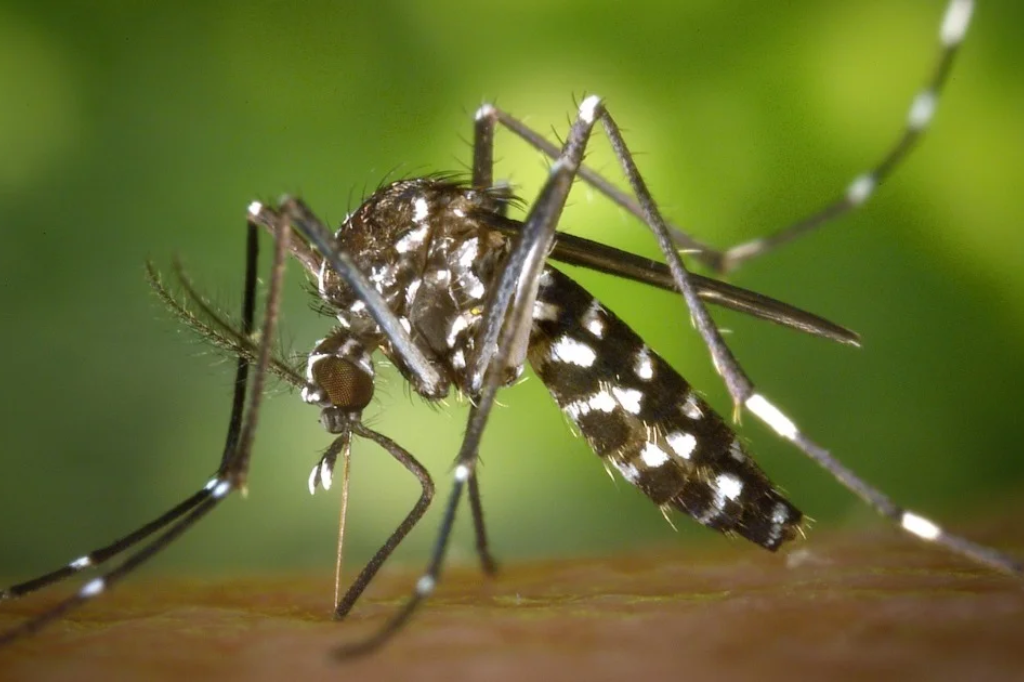 Estado de Santa Catarina tem 38 mortes por dengue em 2023