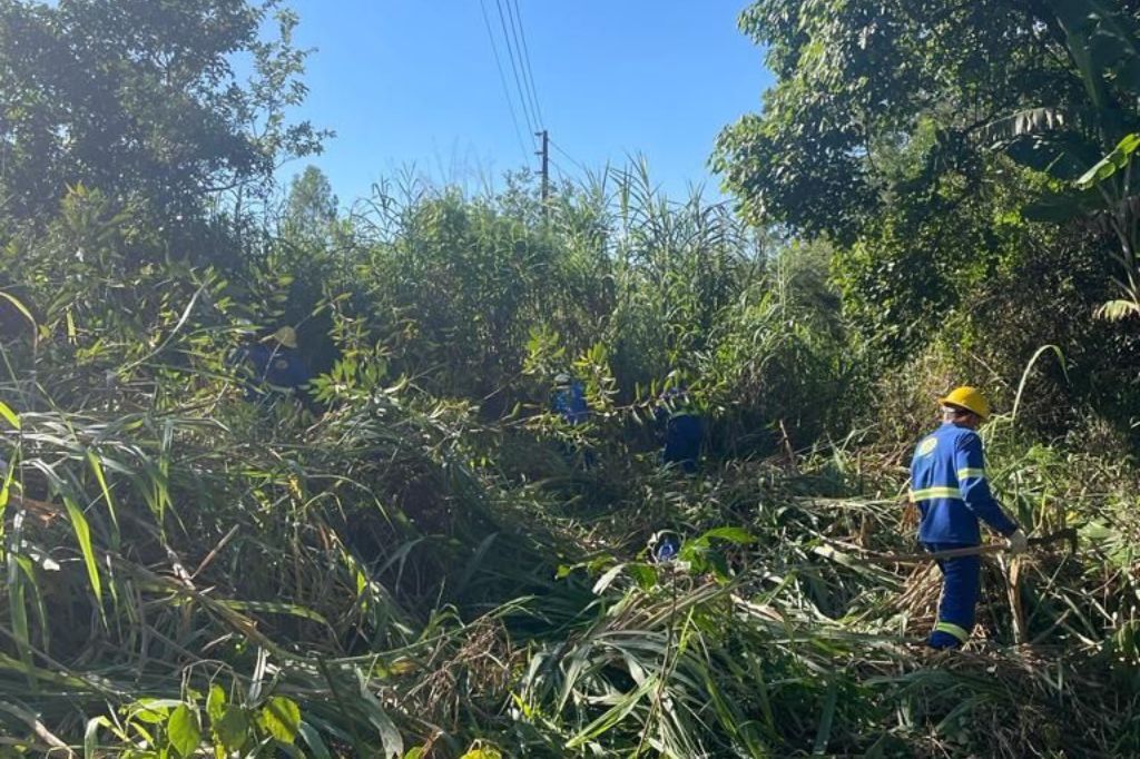 Cerpalo realiza poda de árvores para prevenir riscos na rede elétrica