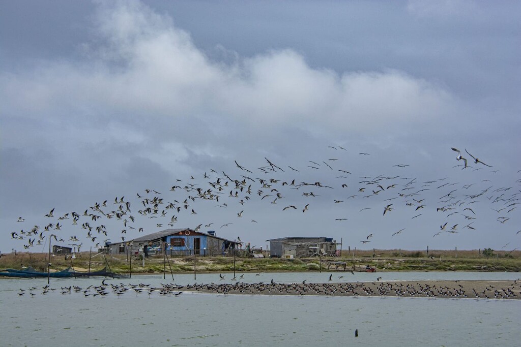Foto: Divulgação - Equipes volantes observam aves na Lagoa do Peixe