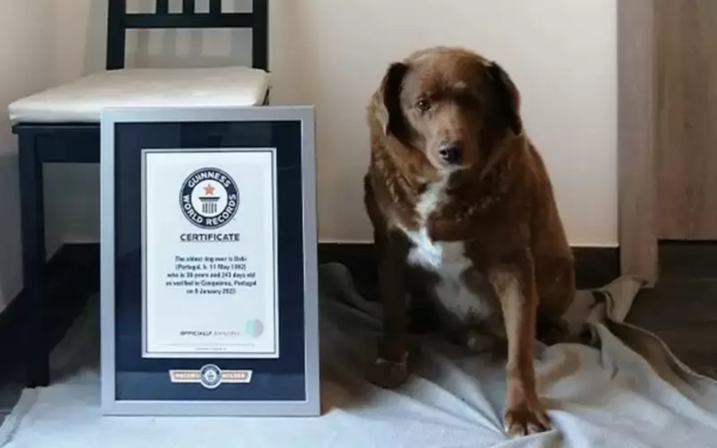 título imagem Bobi, o cão mais velho do mundo, completa 31 anos e ganha comemoração de aniversário