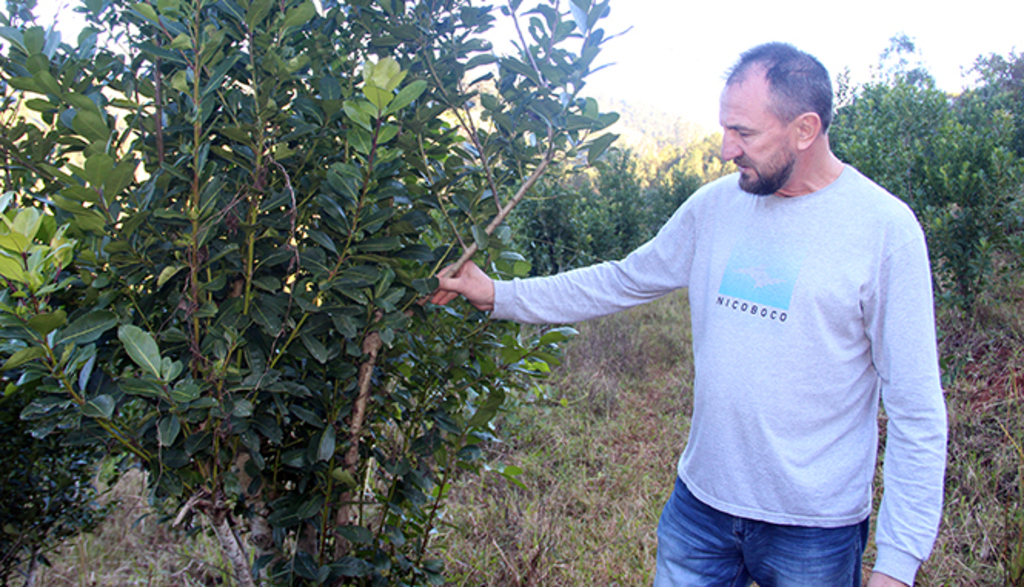  - Produtor Lenoar Cosmann relata que a colheita da erva-mate é feita uma vez por ano