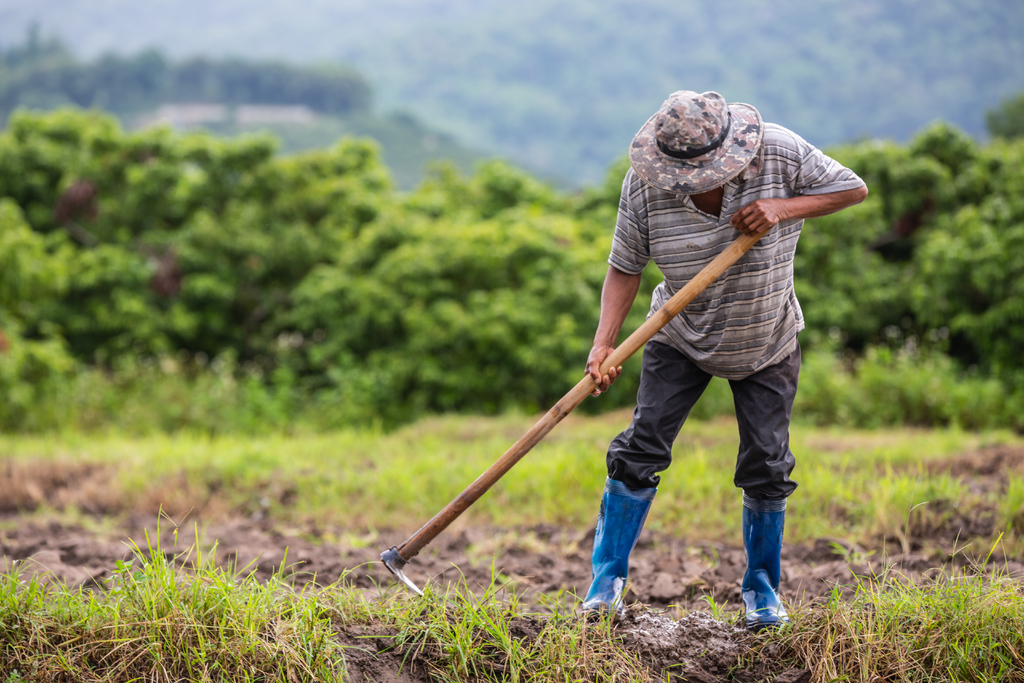 Governo Federal garante 25% de desconto em financiamentos de crédito rural