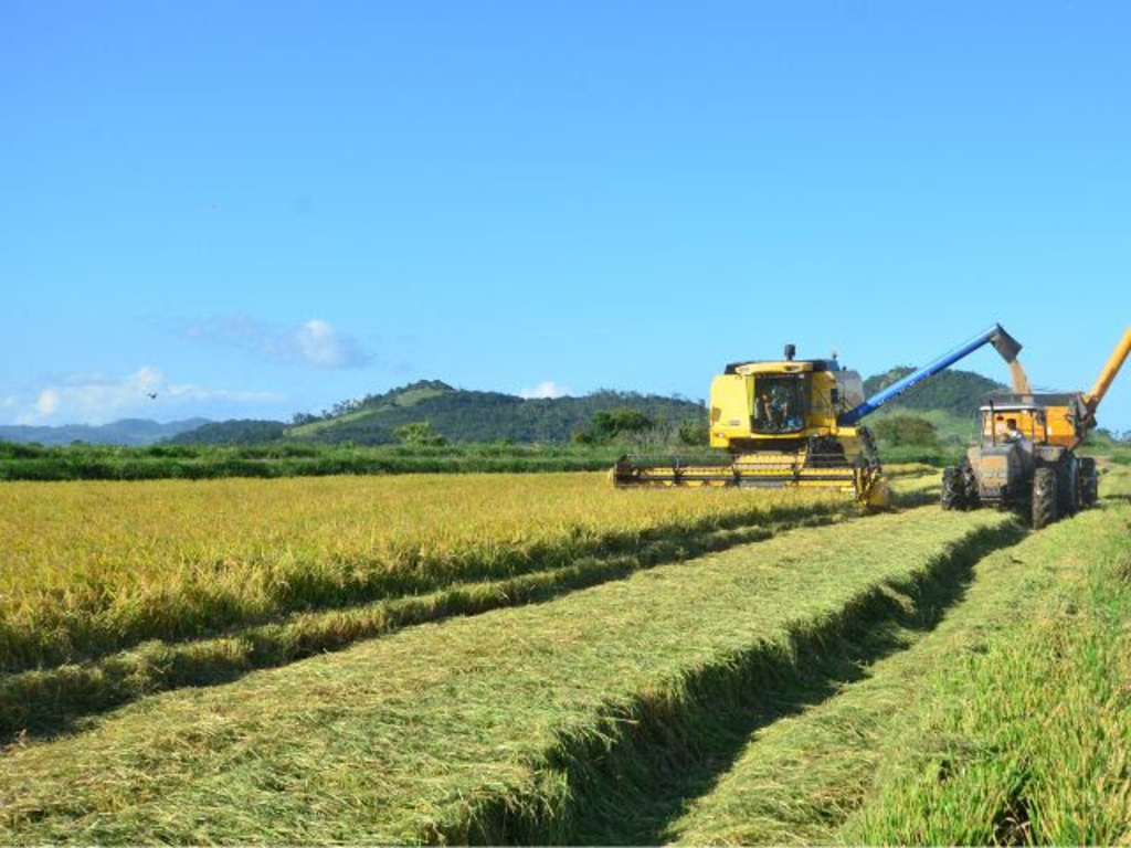 Boletim Agropecuário de maio traz aumento nos preços do arroz e queda nos valores de milho e soja colhidos em SC