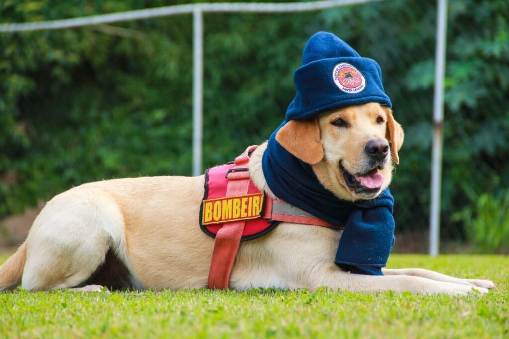 CORPO DE BOMBEIROS MILITAR INICIA CAMPANHA DO AGASALHO 2023