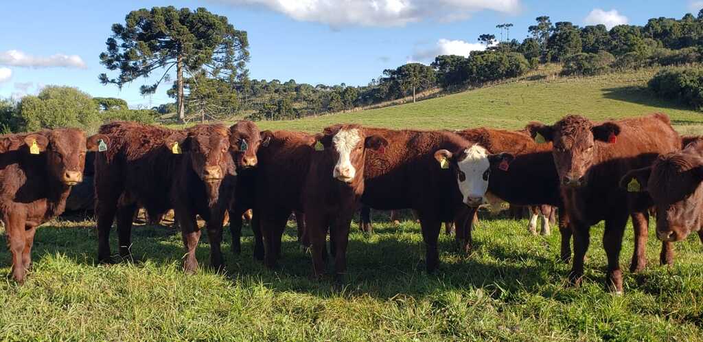 Mais de mil cabeças de gado estarão à venda