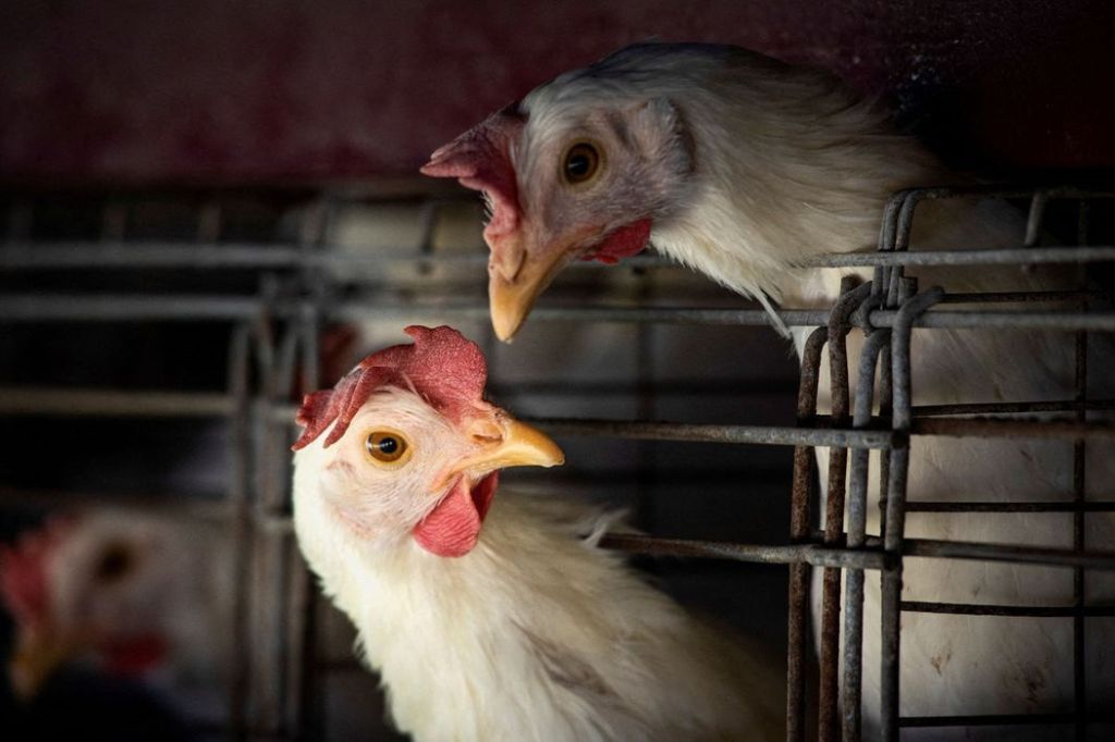 Gripe aviária leva Brasil a decretar emergência zoossanitária