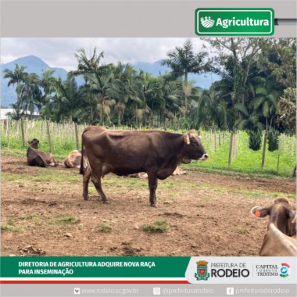 DIRETORIA DE AGRICULTURA INVESTE EM NOVA RAÇA PARA INSEMINAÇÃO ARTIFICIAL