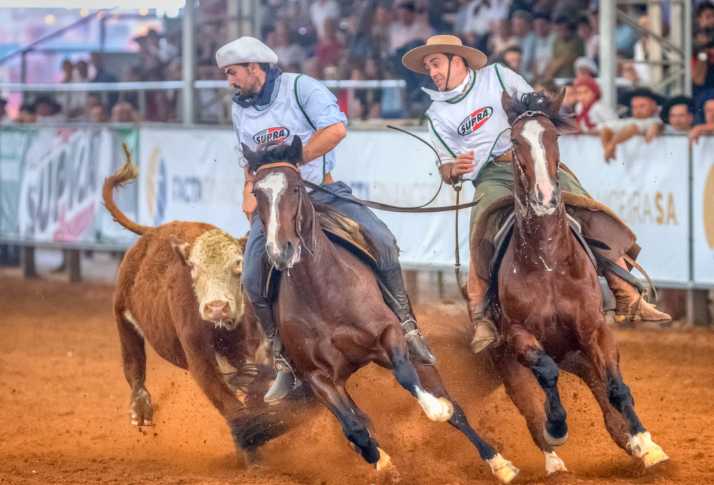 Classificatória Gaúcha Sul seleciona machos e fêmeas à Final do Freio de Ouro