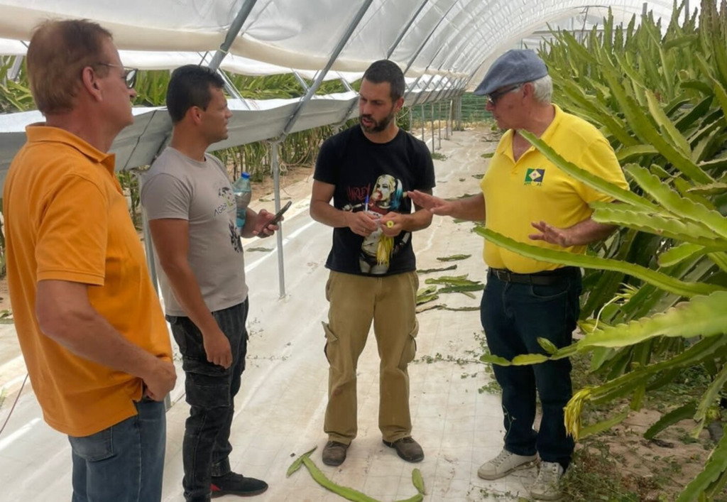 Pitaya brasileira desperta o interesse de empresários europeus