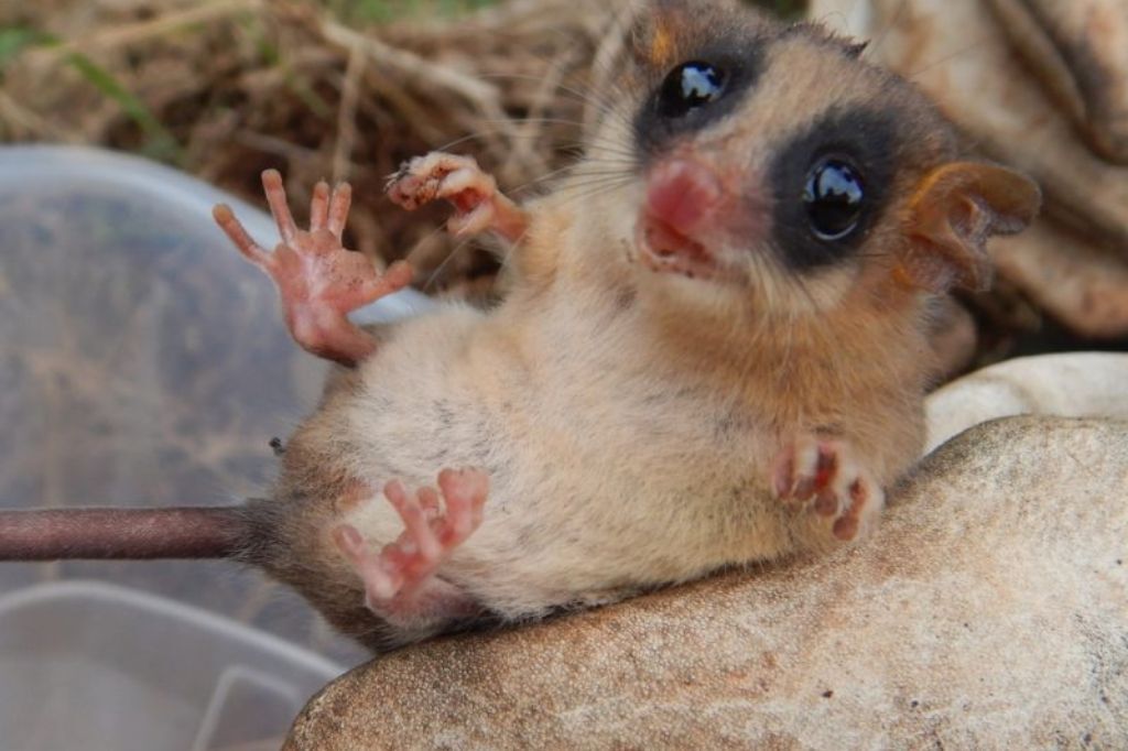  - A cuíca-graciosa foi devolvida ao seu habitat em segurança. – Foto: DNIT/Divulgação