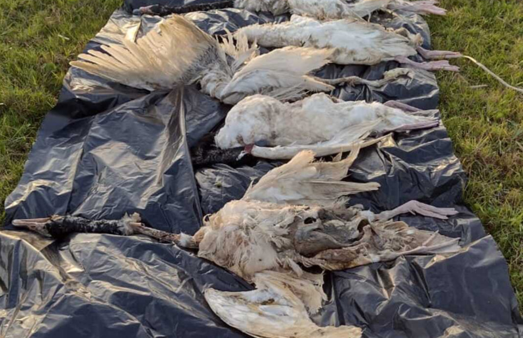 Foto: Divulgação - Aves foram encontradas mortas na região da Lagoa Mangueira