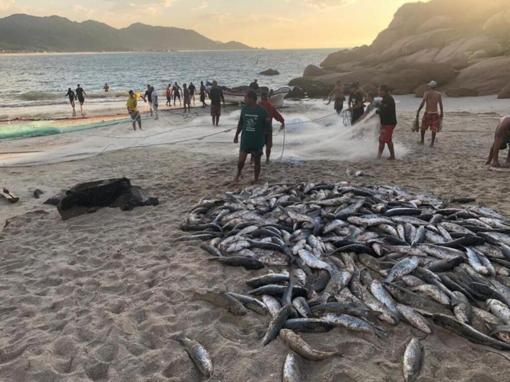 PESCA DA TAINHA: SC entra na justiça contra portaria do Governo Federal que reduziu a cota da pesca