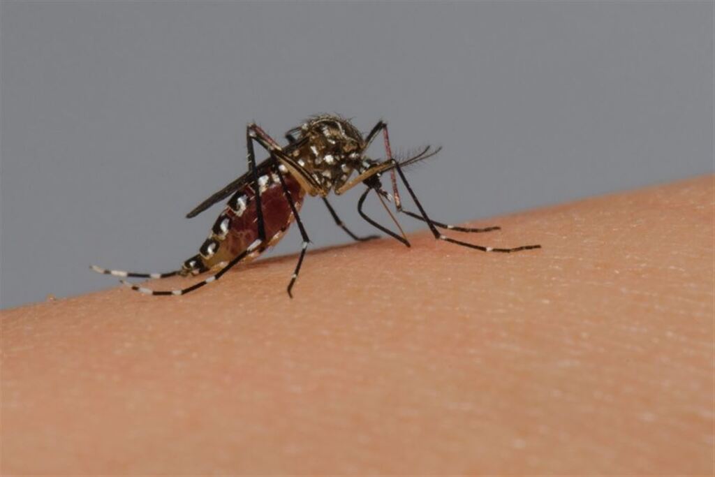 Terceira morte por dengue é confirmada em Santa Maria