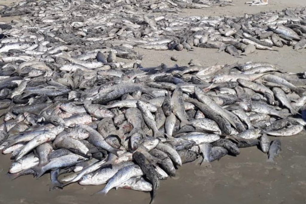 Pescadores registram impressionante lance de 4.279 tainhas na Praia do Ouvidor