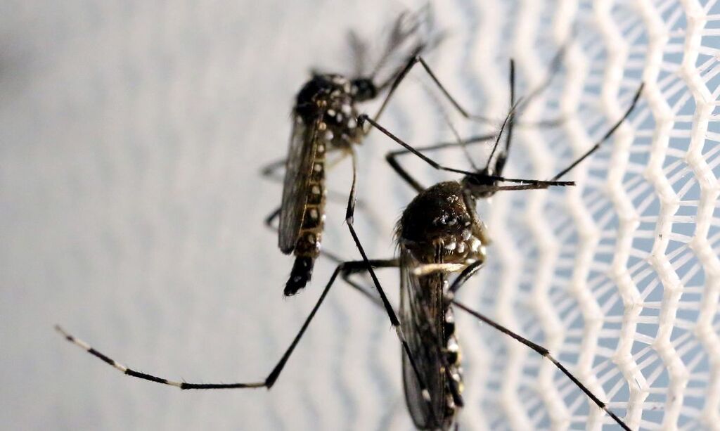 Rio Grande do Sul registra 11 mortes por dengue em 2023
