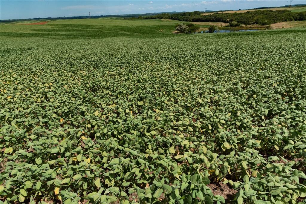 Quebra da soja cresce e atinge 42% nesta safra na região de Santa Maria