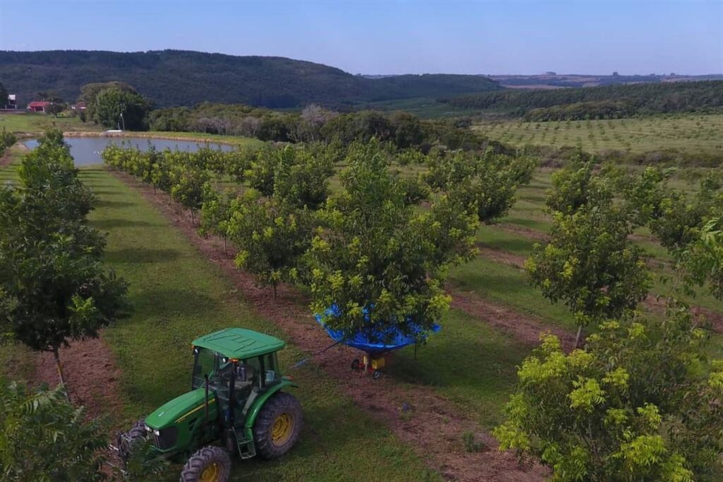 Colheita da noz-pecã será aberta nesta sexta-feira em Santa Flora