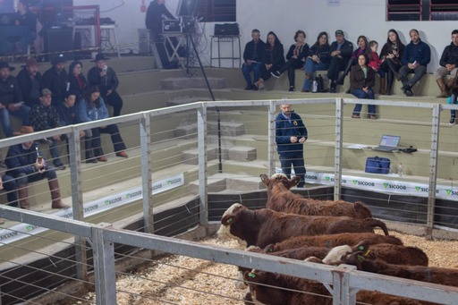 41ª Feira de Terneiros e Terneiras - 1ª Etapa 