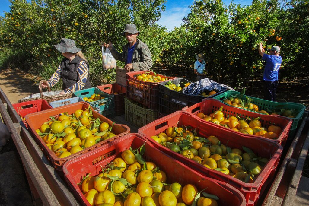 Cultura da bergamota é opção de renda extra para o produtor