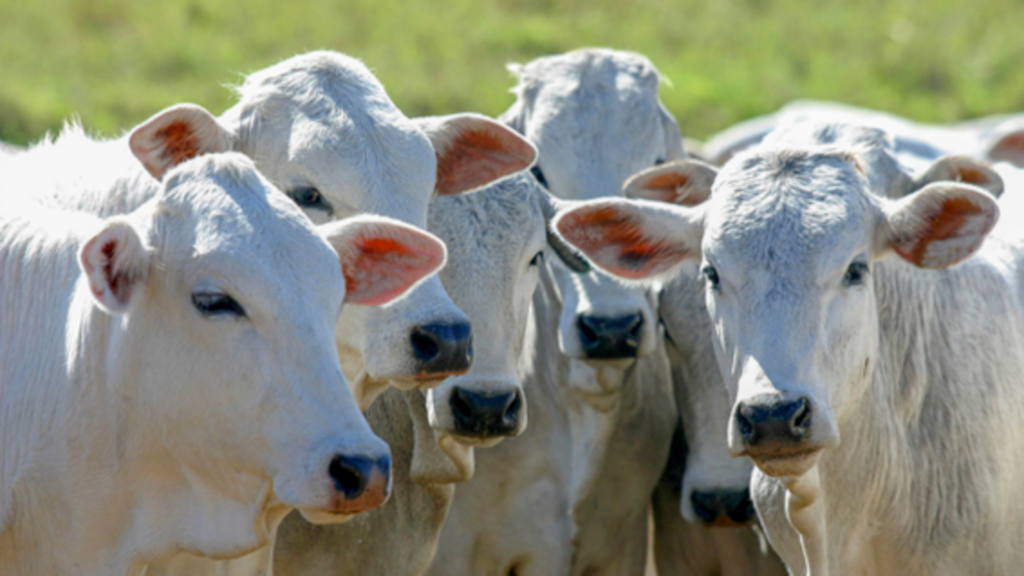 Catar revoga restrições à importação de carne bovina brasileira