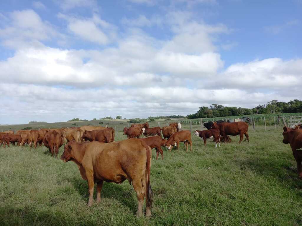 Dono de propriedade rural em Tupanciretã é obrigado a fazer pix de R$200 mil, após ser feito de refém em assalto