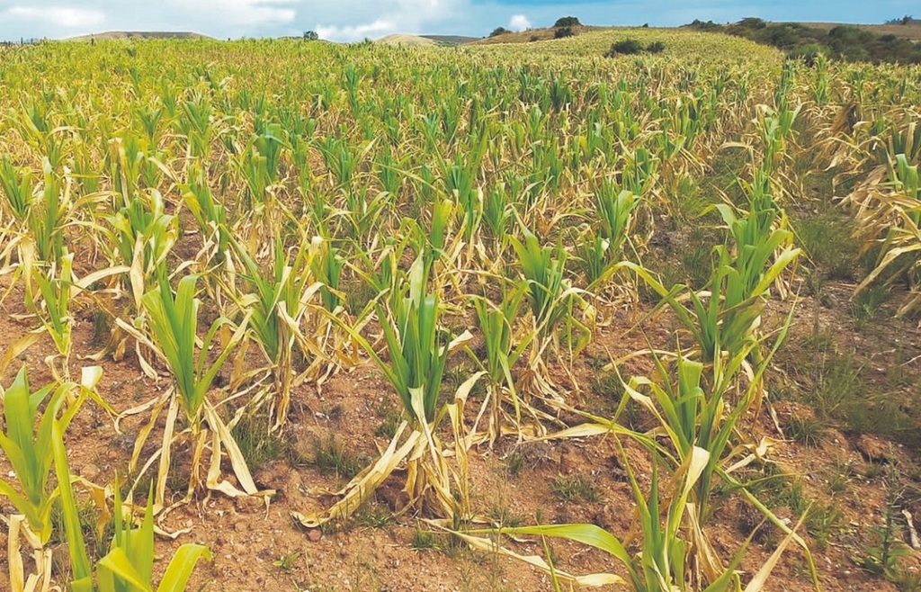 Região de Santa Maria tem quebra de 9% até 58% na safra de grãos